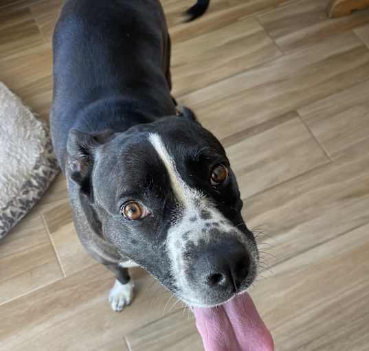 Photo of Daisy
