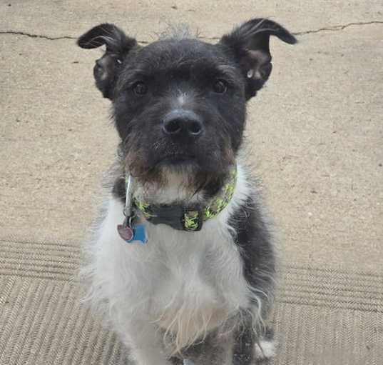 Photo of Sirius Black
