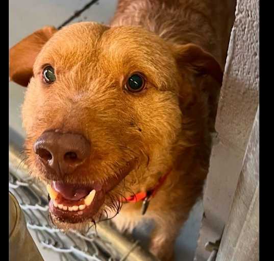 Photo of Pogo
