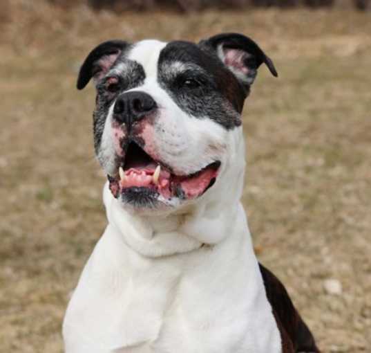 Photo of Buddy