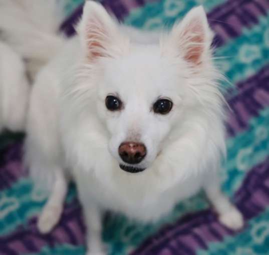 Photo of Nala