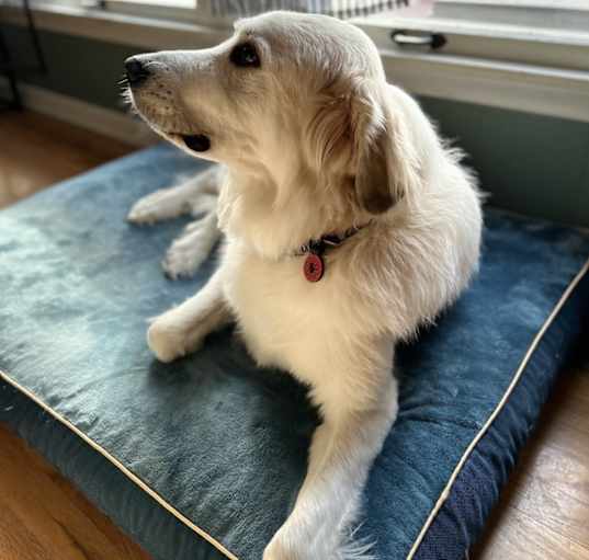Photo of Tillie
