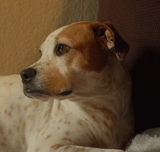 Photo of Milo