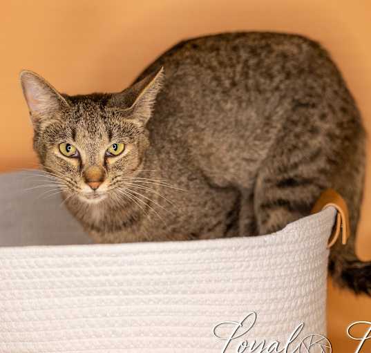 Photo of Godiva