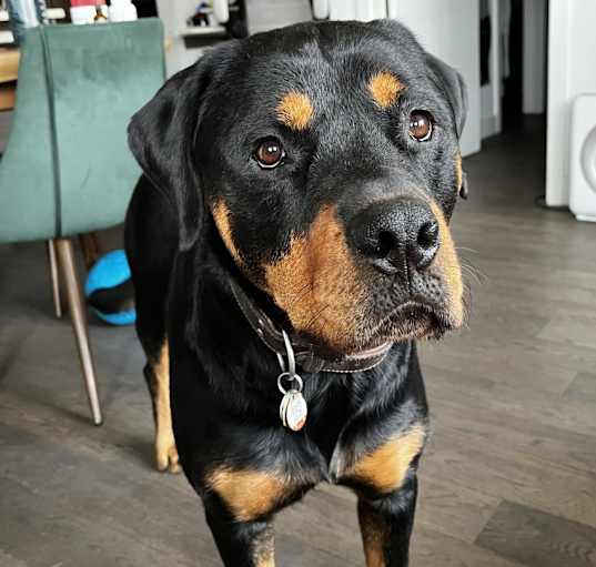 Photo of Winston