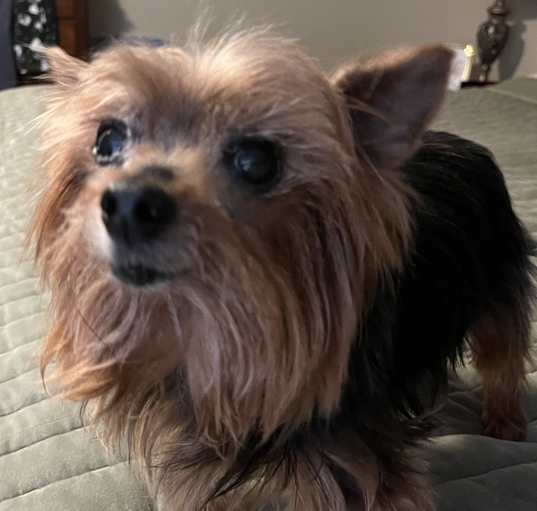 Photo of Comet