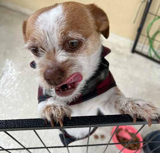 Photo of Coco