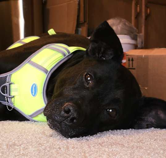 Photo of Sarge