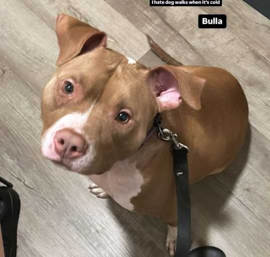 Photo of Bulla