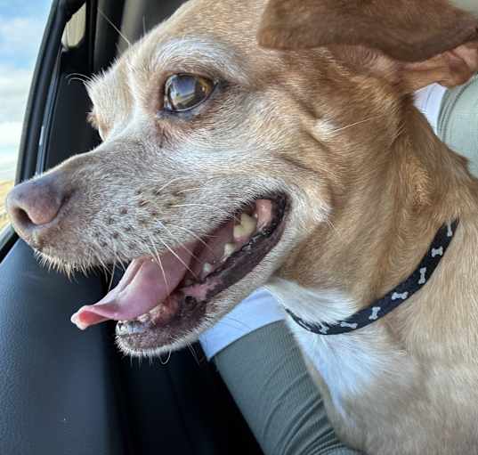 Photo of Rusty
