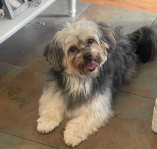 Photo of Toby. ADOPT PENDING