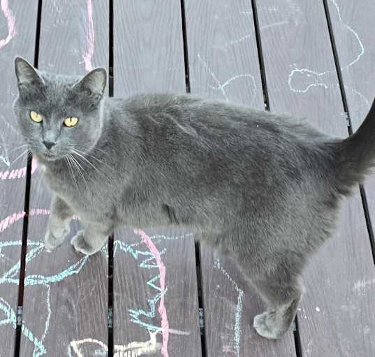 Photo of Babygirl/Smokey