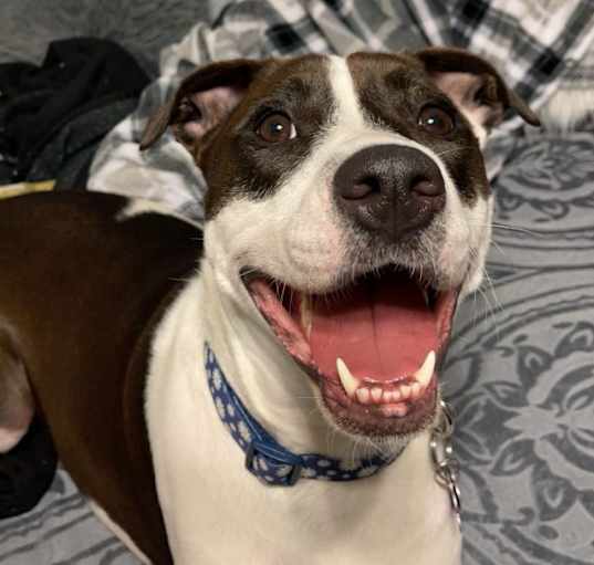 Photo of Harley