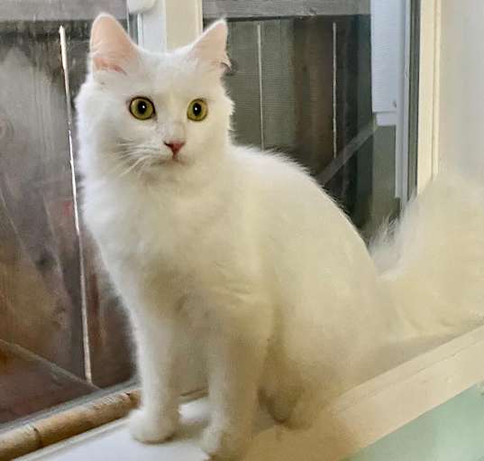 Photo of Lacey