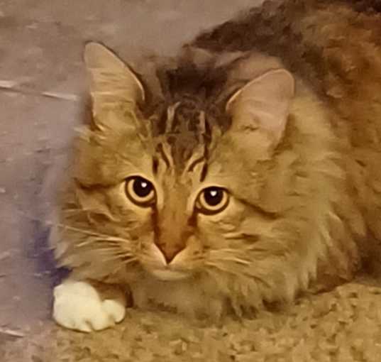 Photo of Oliver