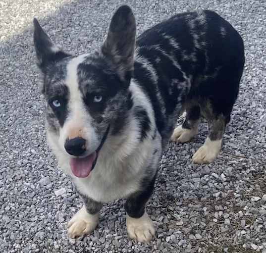 Photo of Baby Blu