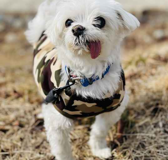 Photo of Noah
