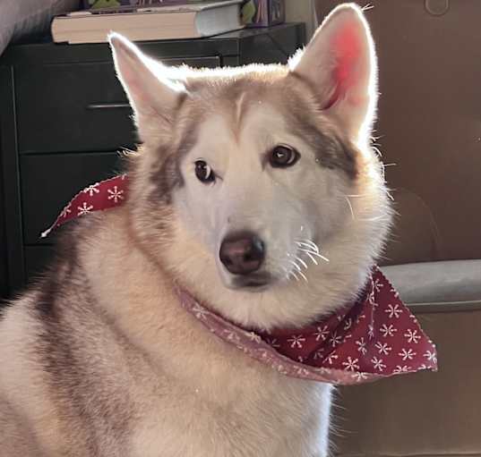 Photo of Luna