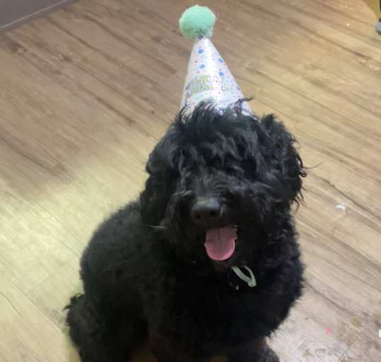 Photo of BUDDY