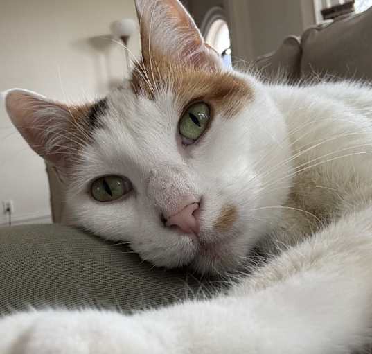 Photo of Nahla