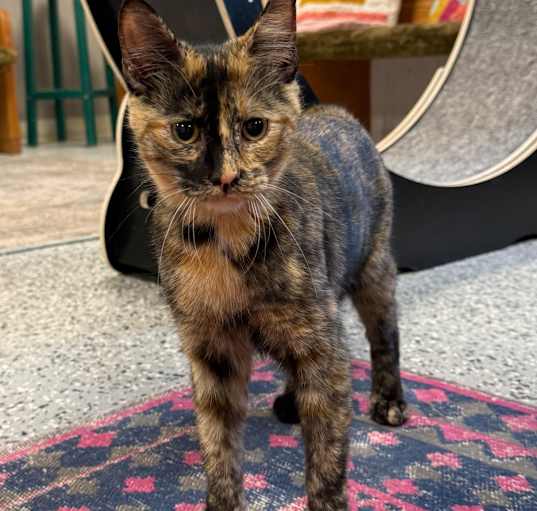 Photo of Coco