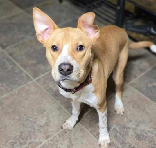 Photo of Astro