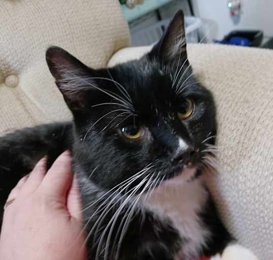 Photo of Raven