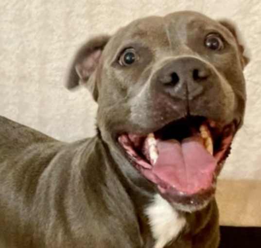 Photo of Atlas