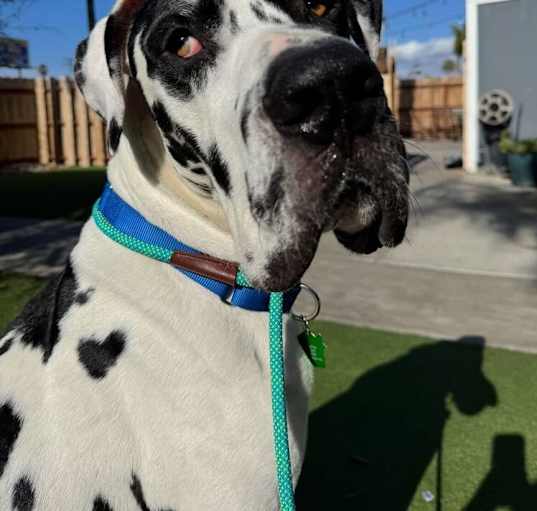 Photo of Moo 2