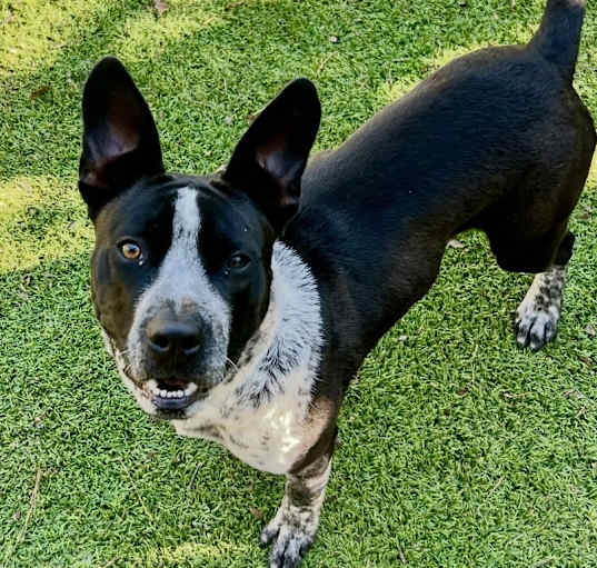 Photo of Odie