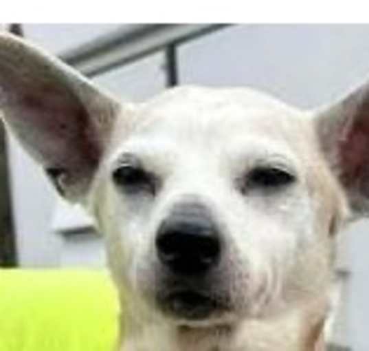 Photo of Chico