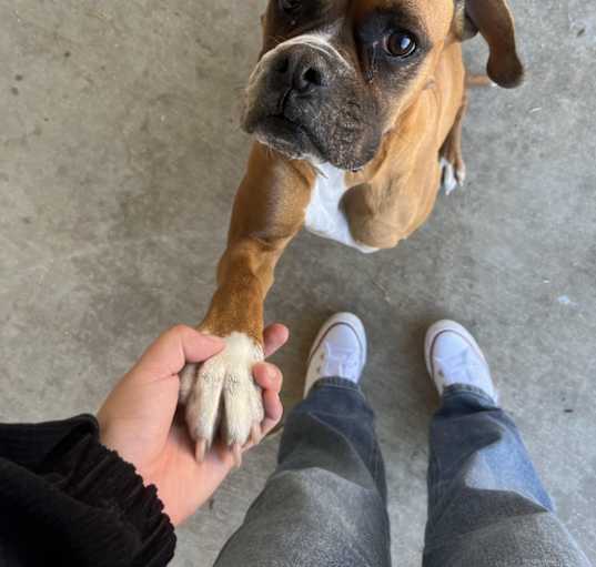 Photo of Roxy