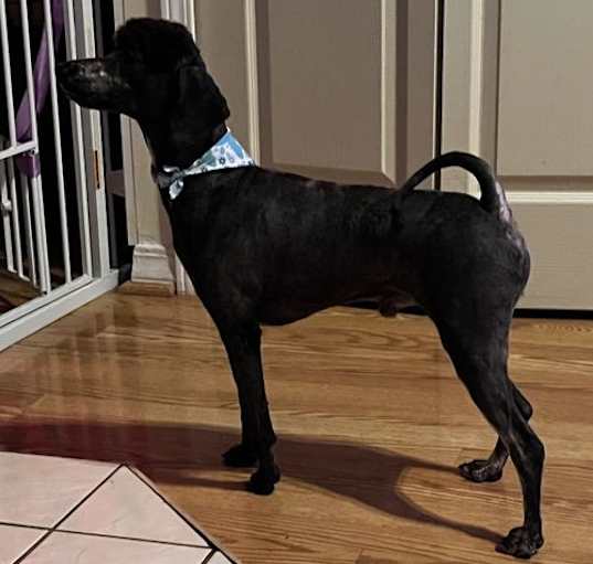 Photo of Spot