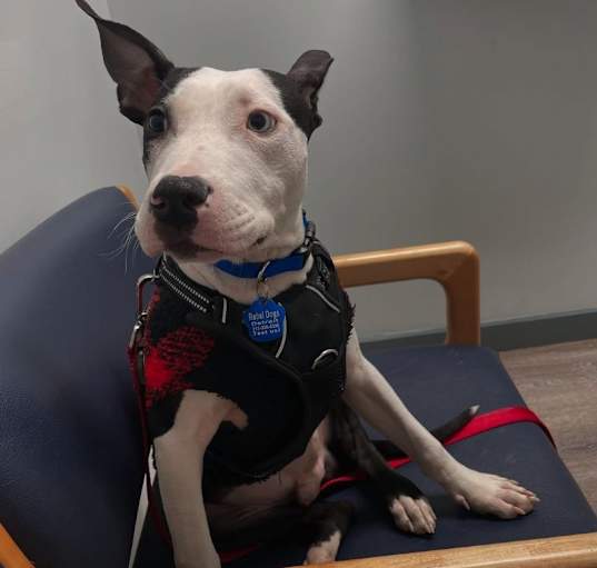 Photo of Rocco