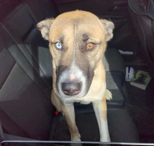 Photo of Brody