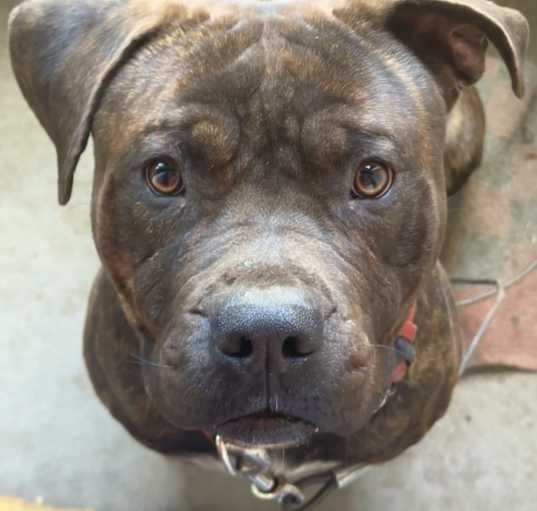 Photo of Otis