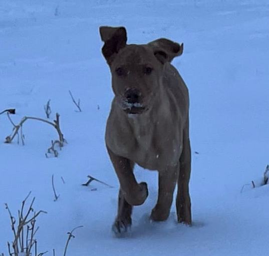 Photo of Reeses