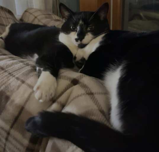 Photo of Luna