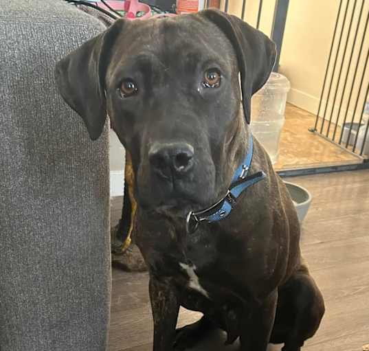 Photo of Luna