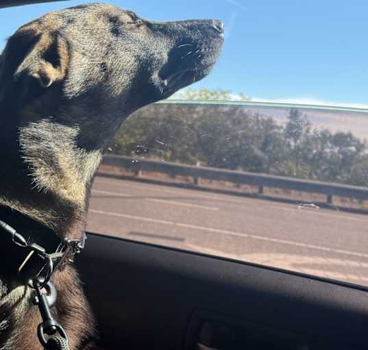 Photo of Scooby