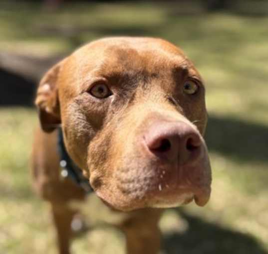 Photo of 81096A Alfie - Adoption Ambass