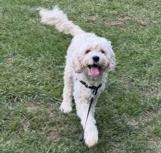 Photo of Oscar