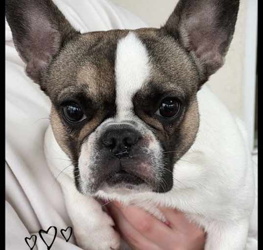 Photo of Dolce