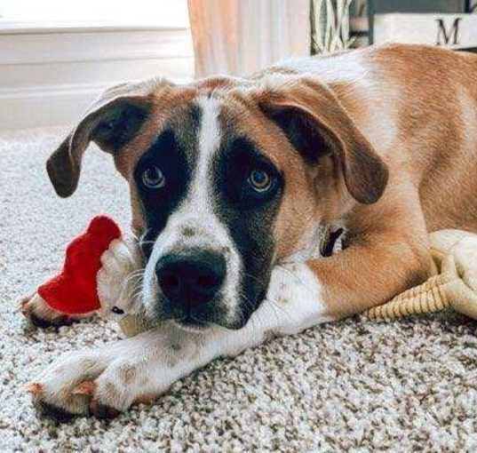 Photo of Rocky