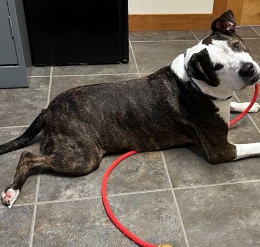 Photo of SONNIE - $0 Adoption Fee!