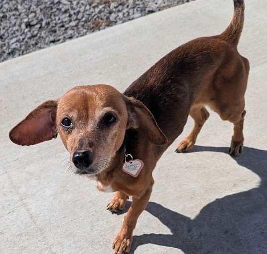Photo of Rebel in TN