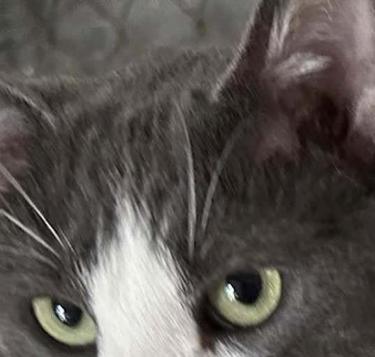 Photo of Timmy