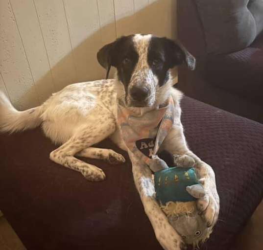 Photo of Annie Oakley (FOSTERED LOCALLY)
