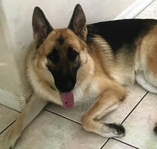 Photo of Loki