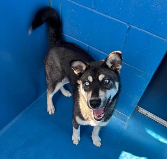 Photo of FLINT